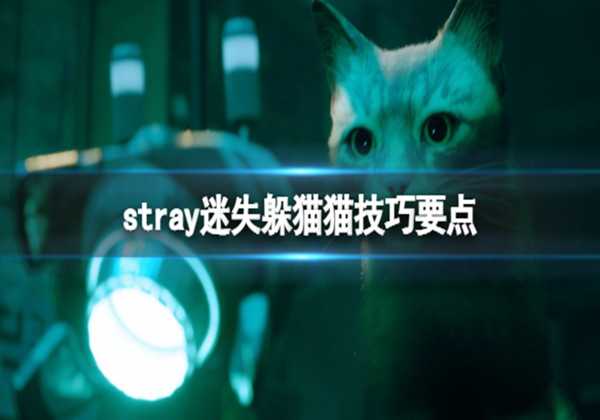 迷失stray躲猫猫技巧要点