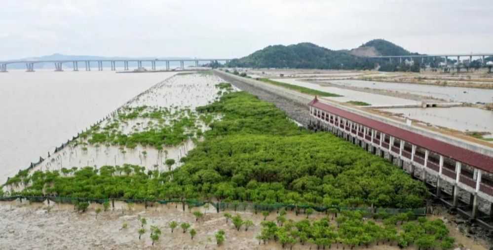 玉环茅埏岛红树林