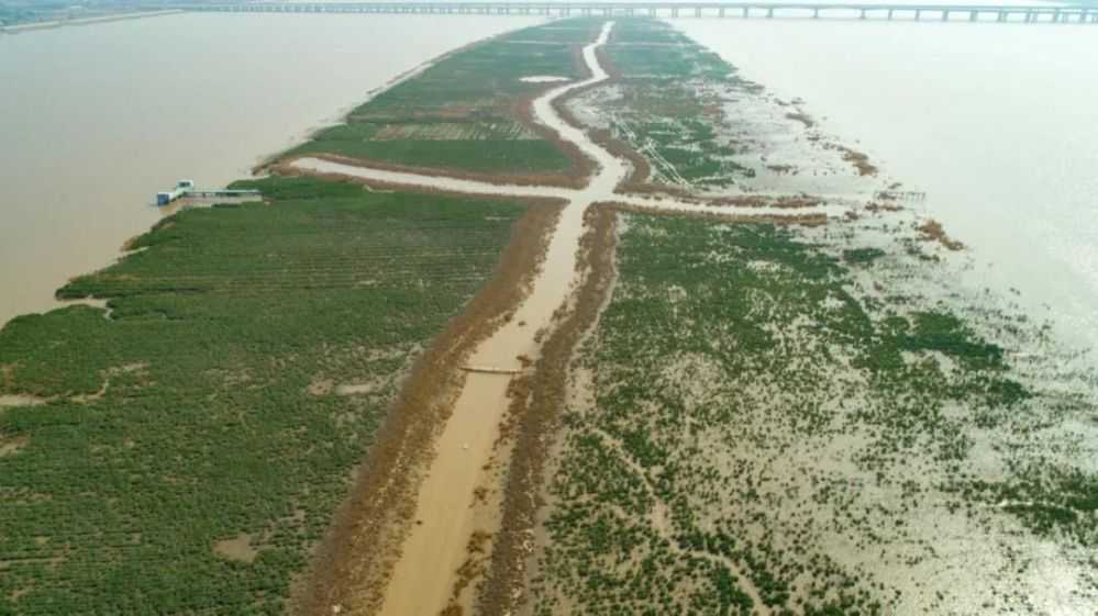 龙湾海洋特别保护区红树林